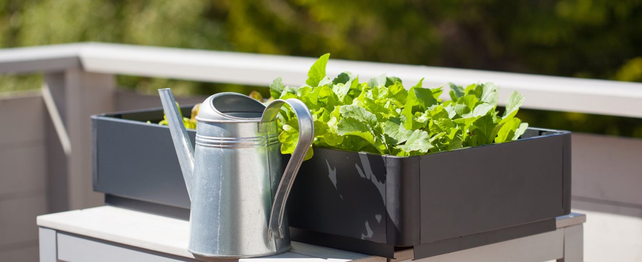 potager balcon salades