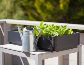 potager balcon salades