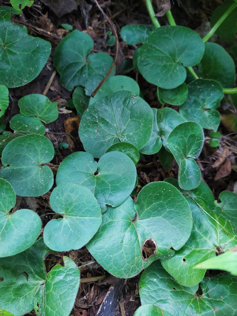 Asarum europaeum