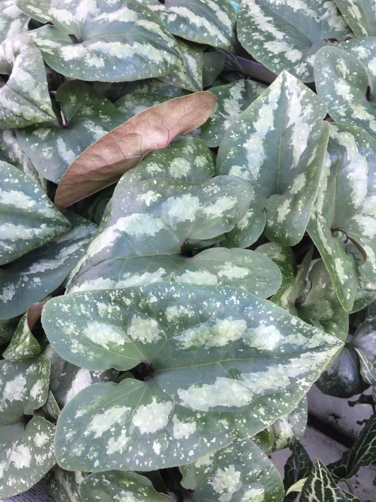 asarum splendens