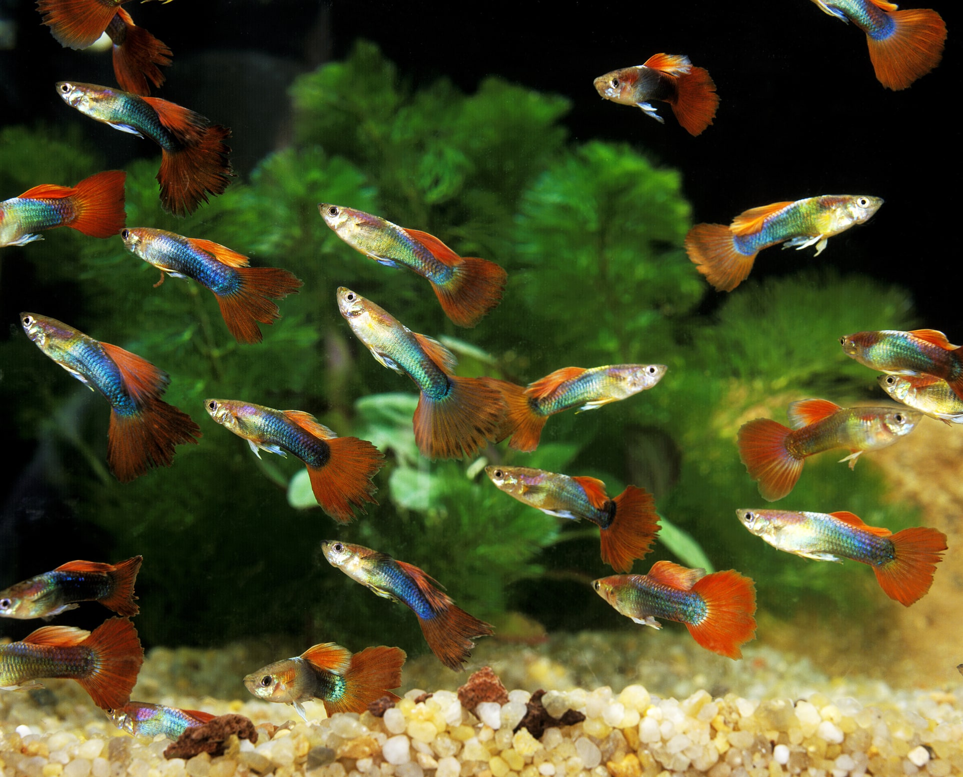 LE GUPPY