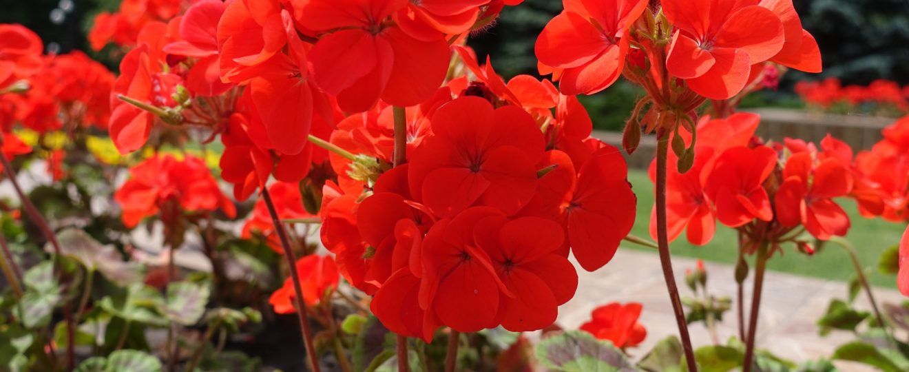 Pelargonium, geranium, fleurs, rouge