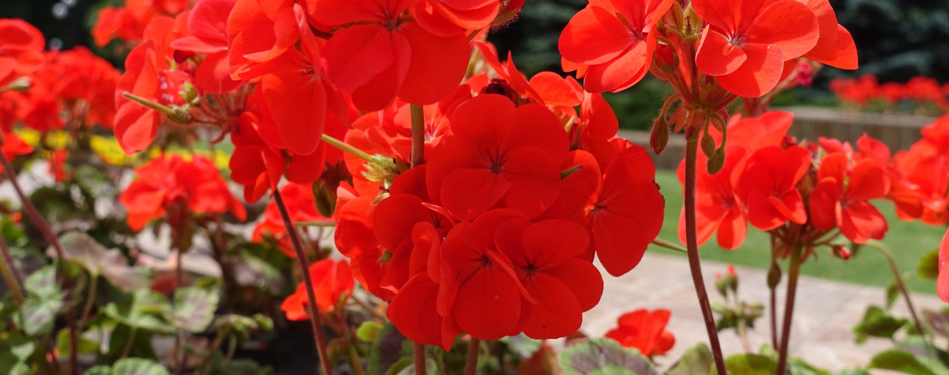 Pelargonium, geranium, fleurs, rouge