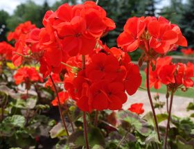 Pelargonium, geranium, fleurs, rouge