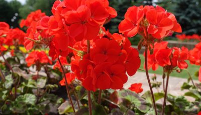 Pelargonium, geranium, fleurs, rouge