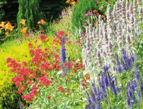 Plantes vivaces