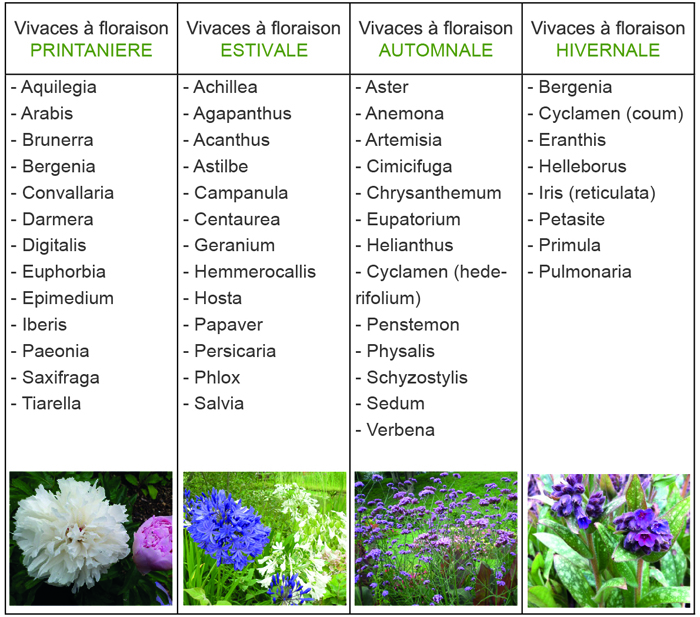 LES PLANTES VIVACES