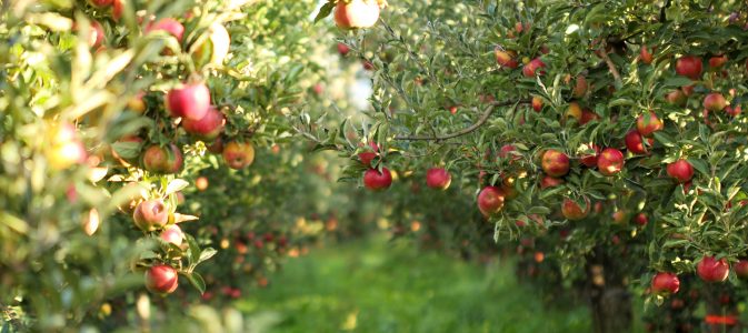 Les Arbres Fruitiers Les Choisir Les Planter