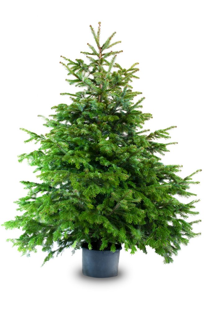 Sapin en pot