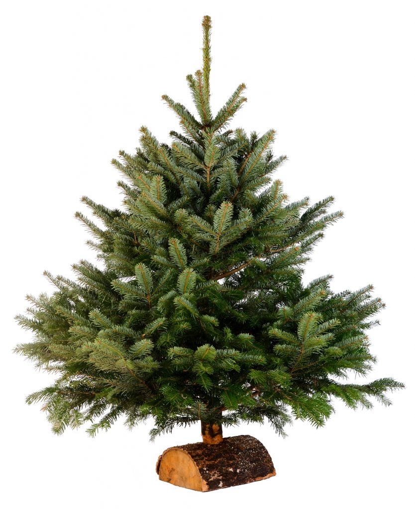 Sapin Abies Nordmann sur une bûche