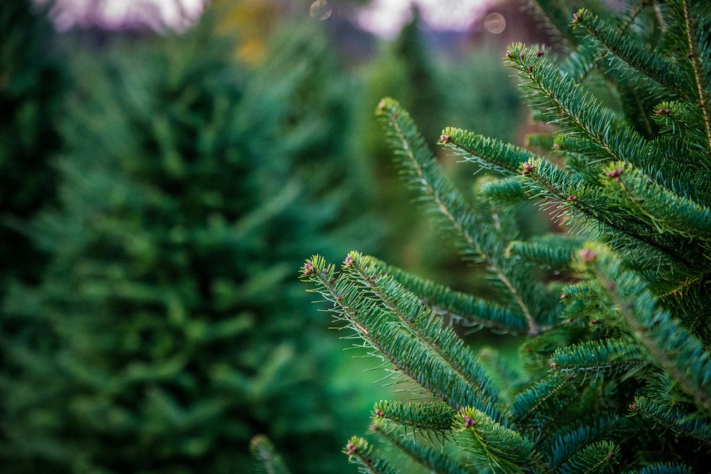 Sapin de Noël naturel