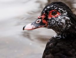 canard, canard de barbarie, canard noir