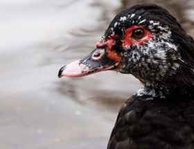 canard, canard de barbarie, canard noir