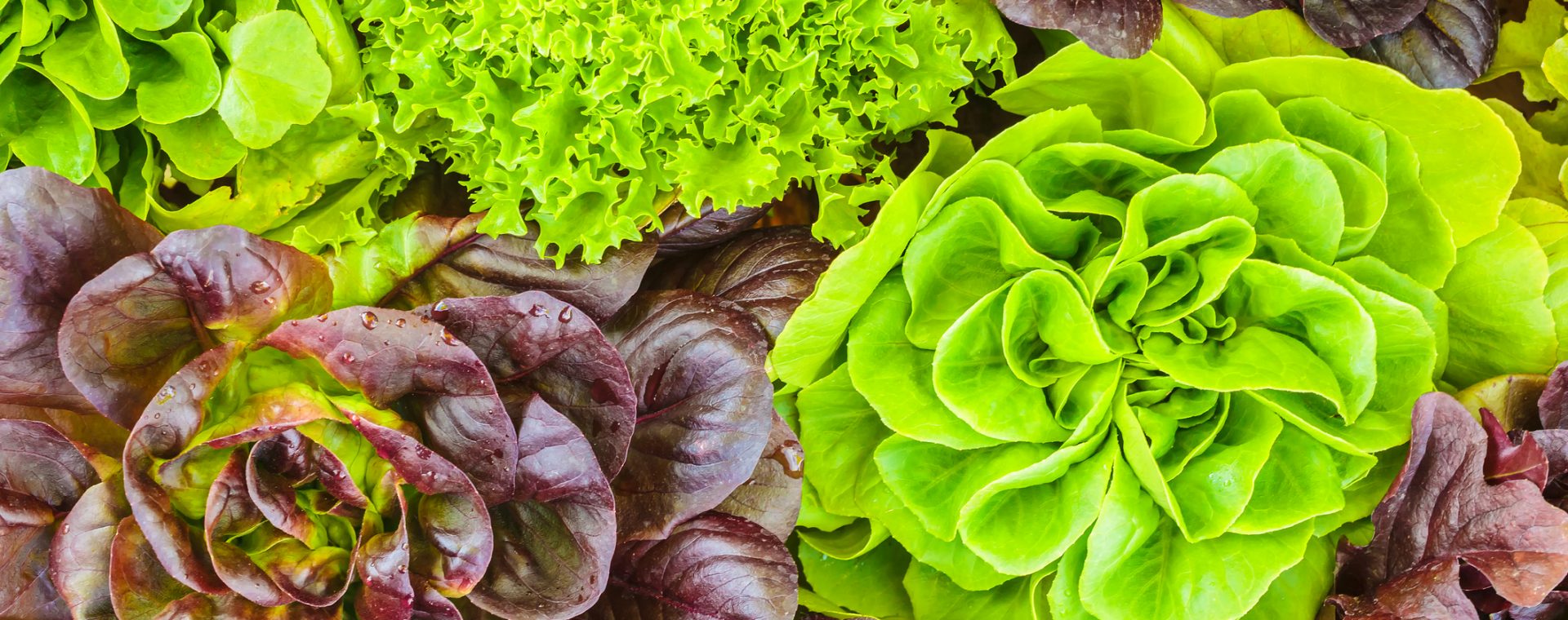 Salades, variétés, salade verte, laitue