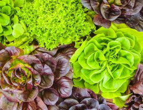 Salades, variétés, salade verte, laitue