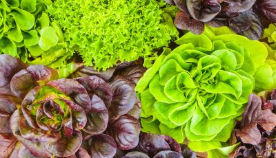 Salades, variétés, salade verte, laitue