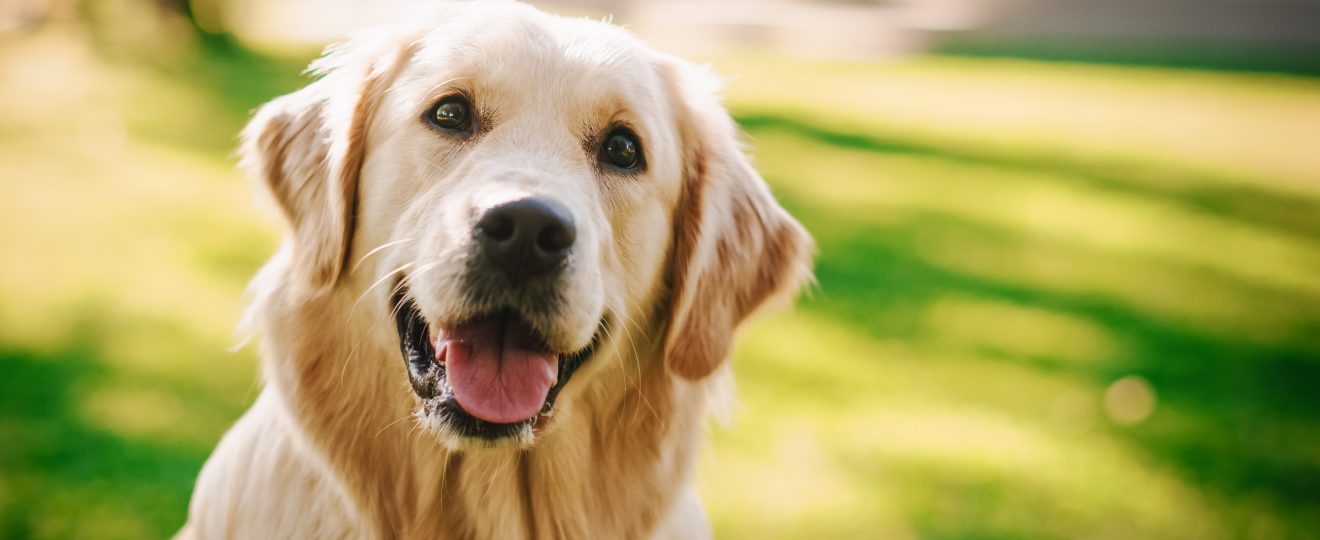 Golden retriever chien race assis heureux