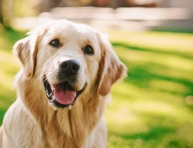 Golden retriever chien race assis heureux