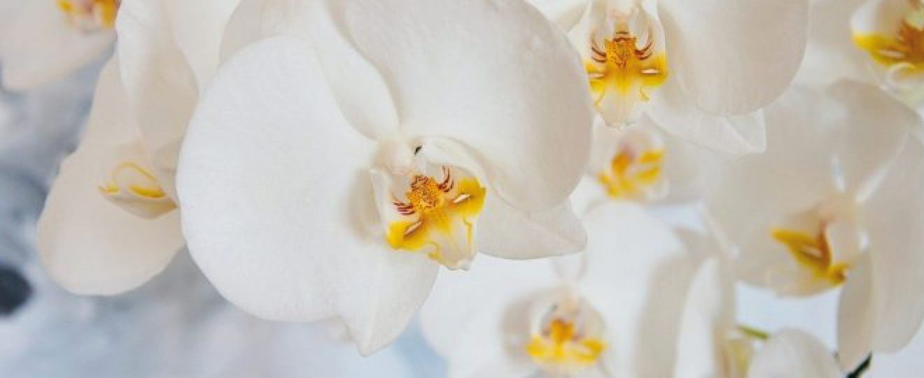 orchidée, orchidée blanche, fleur, fleur blanche, plante, plante fleurie