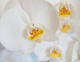 orchidée, orchidée blanche, fleur, fleur blanche, plante, plante fleurie