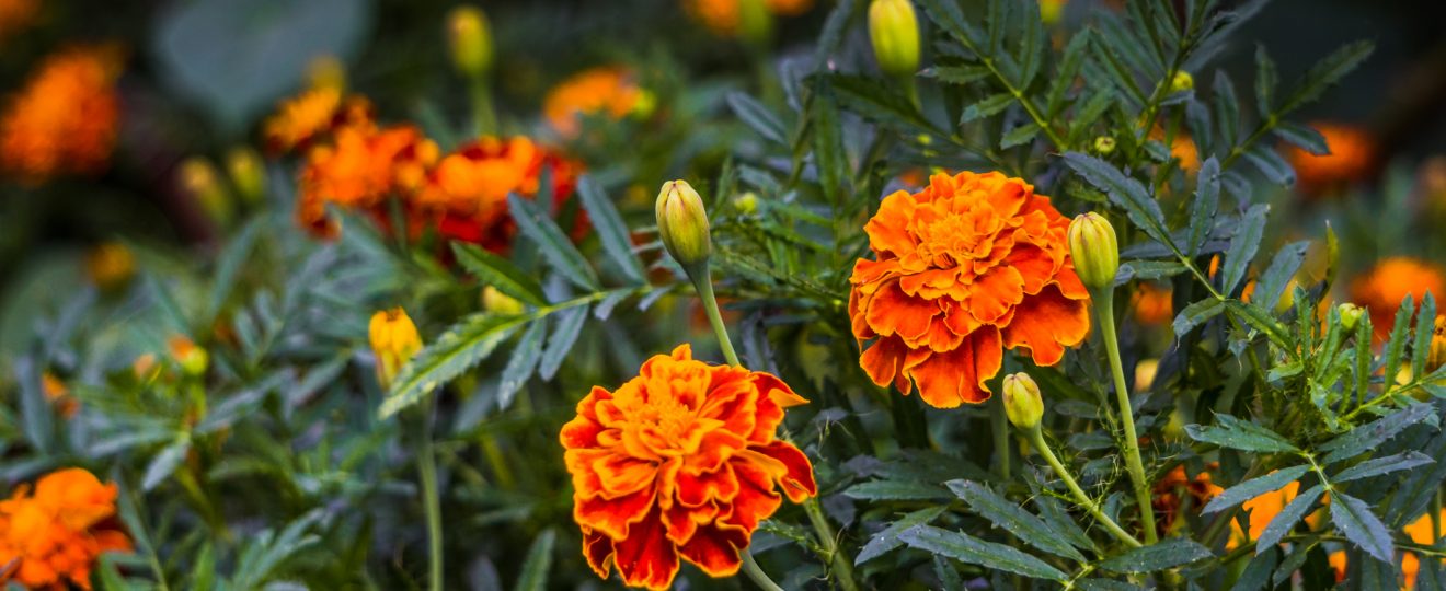 Œillets d’Inde, orange, plante, fleurs, jardin