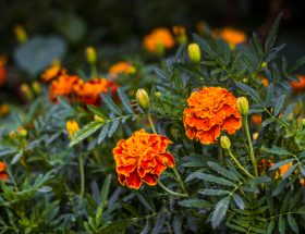 Œillets d’Inde, orange, plante, fleurs, jardin