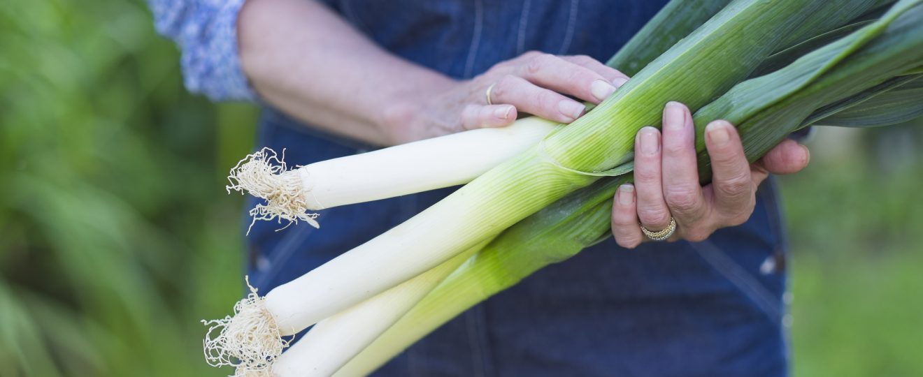 Poireaux, mains, jardinière, potager