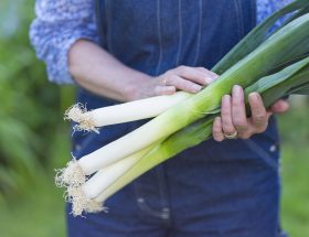 Poireaux, mains, jardinière, potager