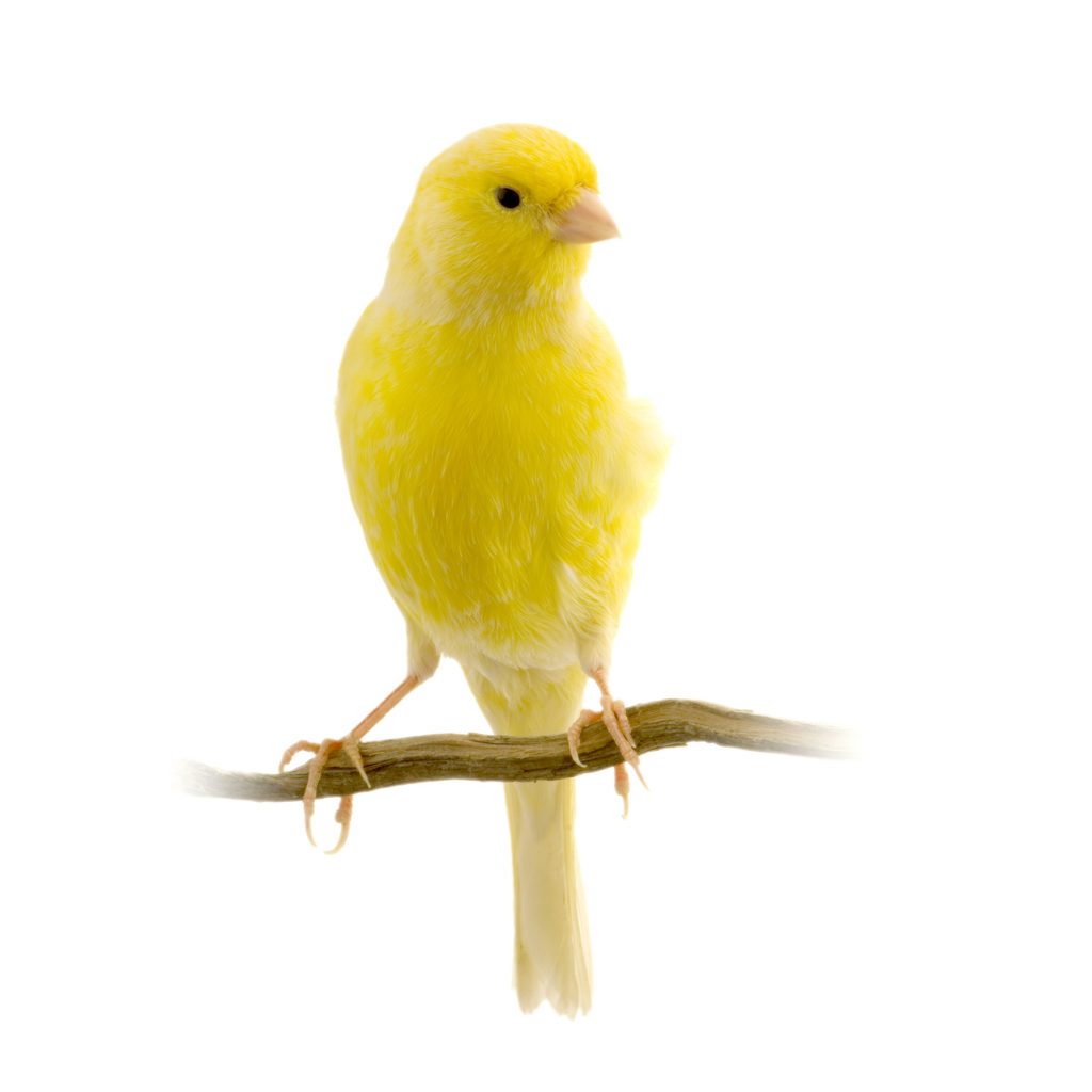 canari jaune perché fond blanc