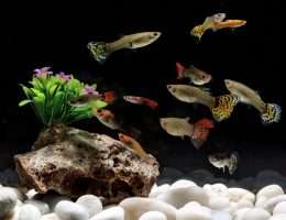 guppy, poisson, aquarium