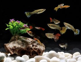 guppy, poisson, aquarium