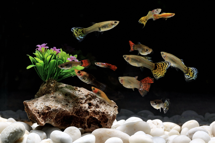 guppy, poisson, aquarium