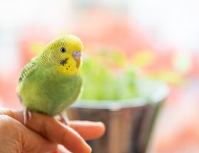 perruche, oiseau, jaune, vert, main