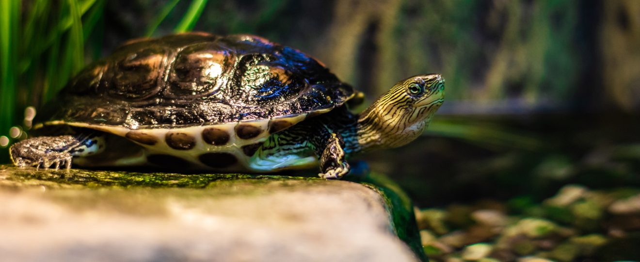 Tortue aquatique, eau, végétaux