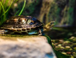 Tortue aquatique, eau, végétaux