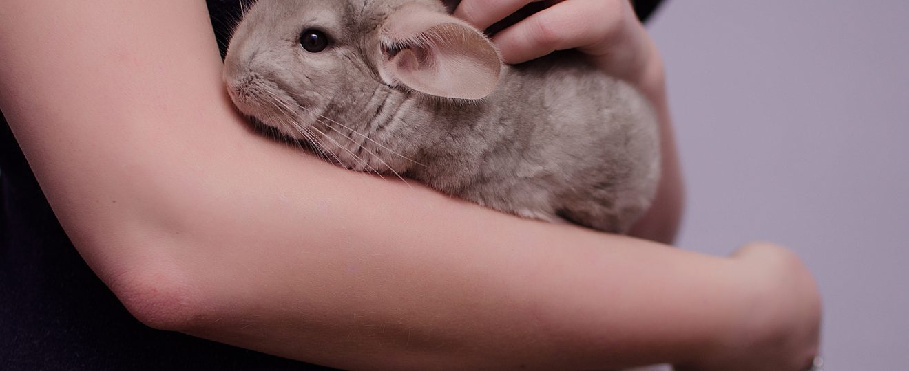 Chinchilla, bras, mains, caresse