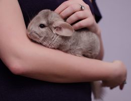 Chinchilla, bras, mains, caresse