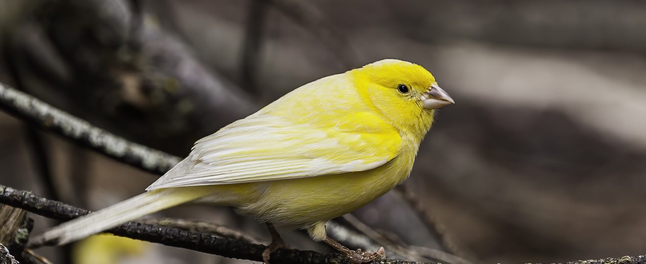 canari jaune oiseau branche