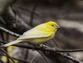 canari jaune oiseau branche