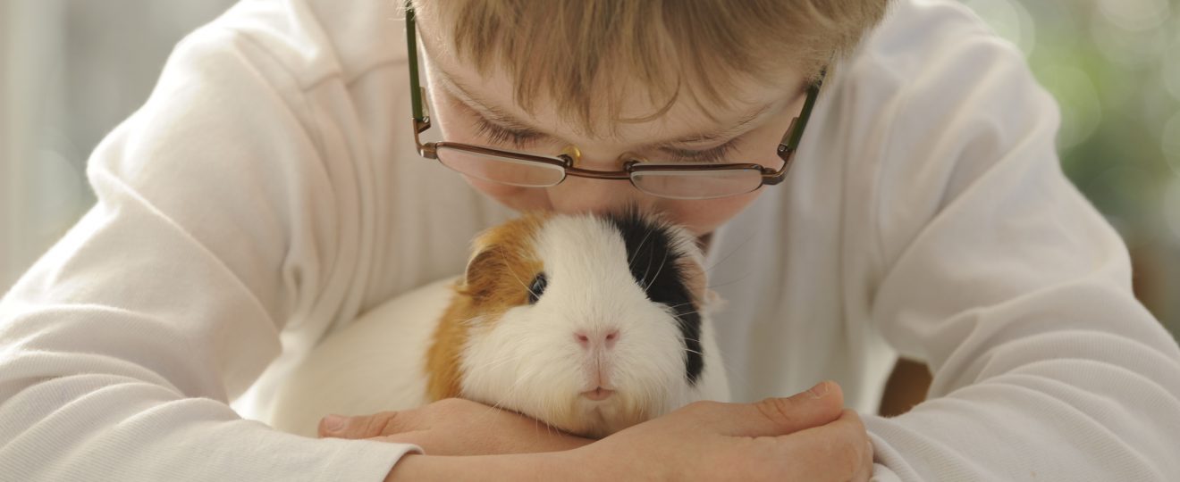 Cochon d'Inde, Enfant, Calin