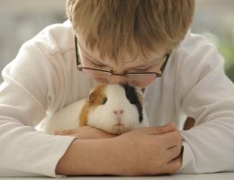 Cochon d'Inde, Enfant, Calin