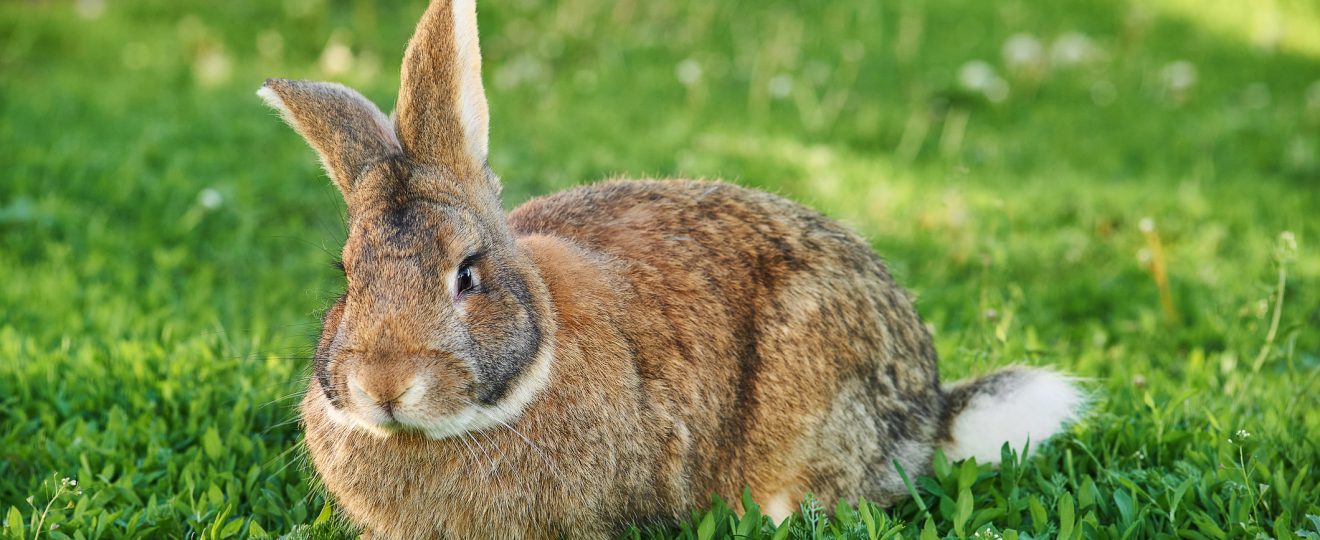 Lapin, jardin, herbe