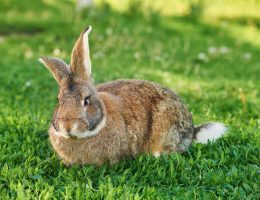 Lapin, jardin, herbe