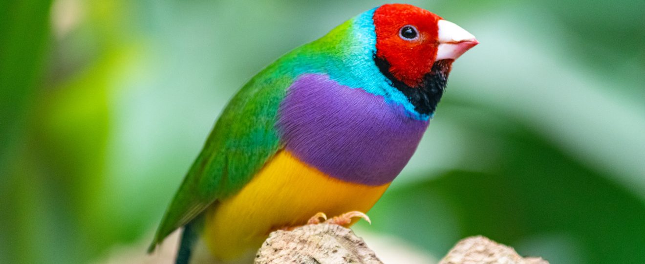 Diamant de Gould, oiseau, perché