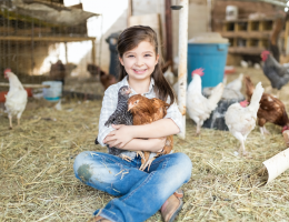 filles, poules, poulailler