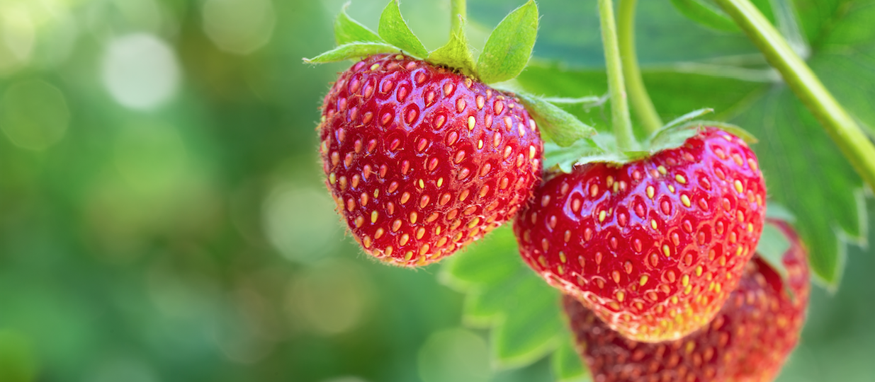 Fraisier avec des fraises rouges