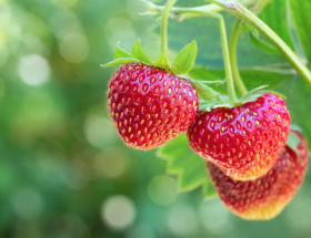 Fraisier avec des fraises rouges