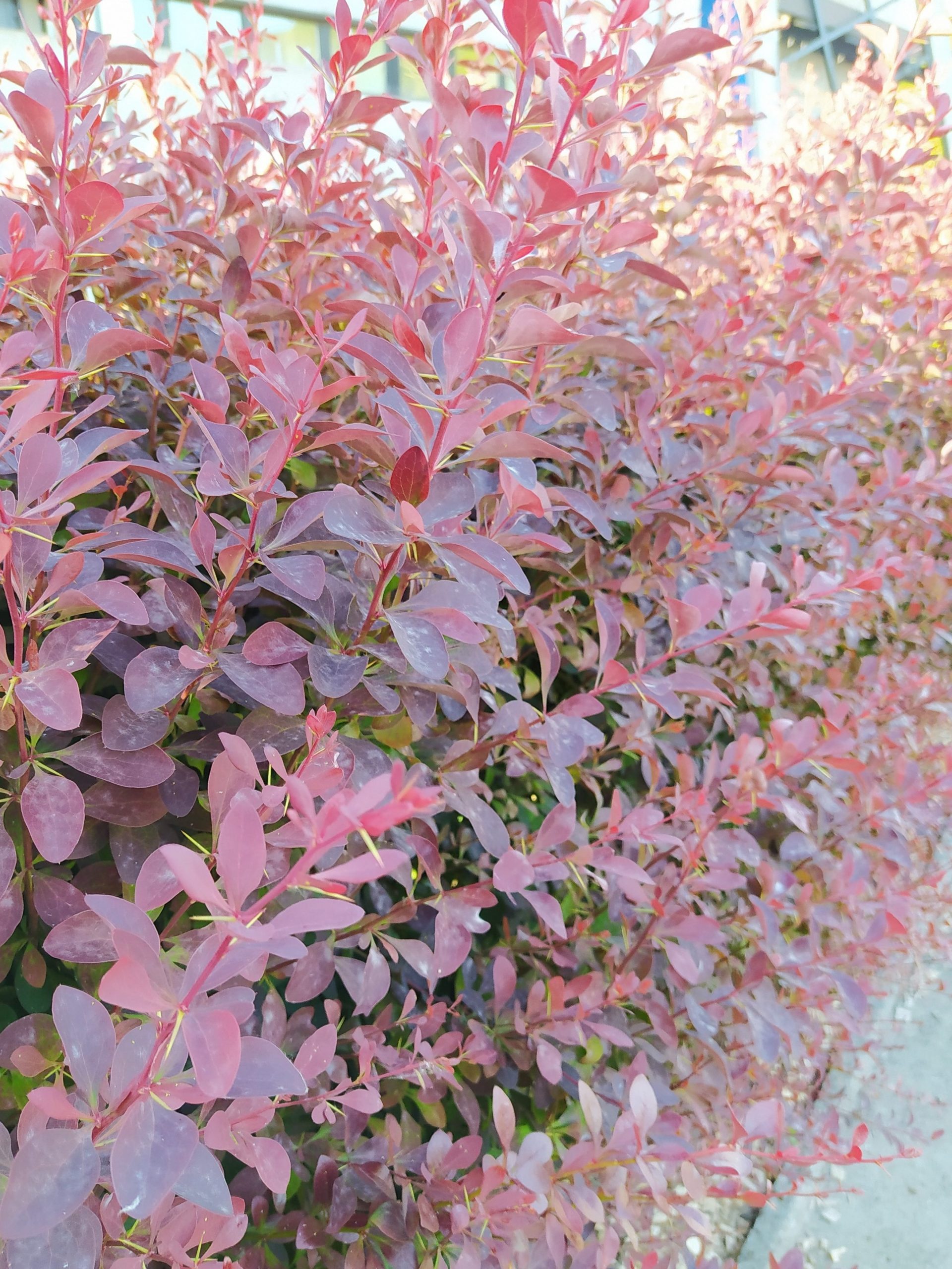 berberis atropurpurea