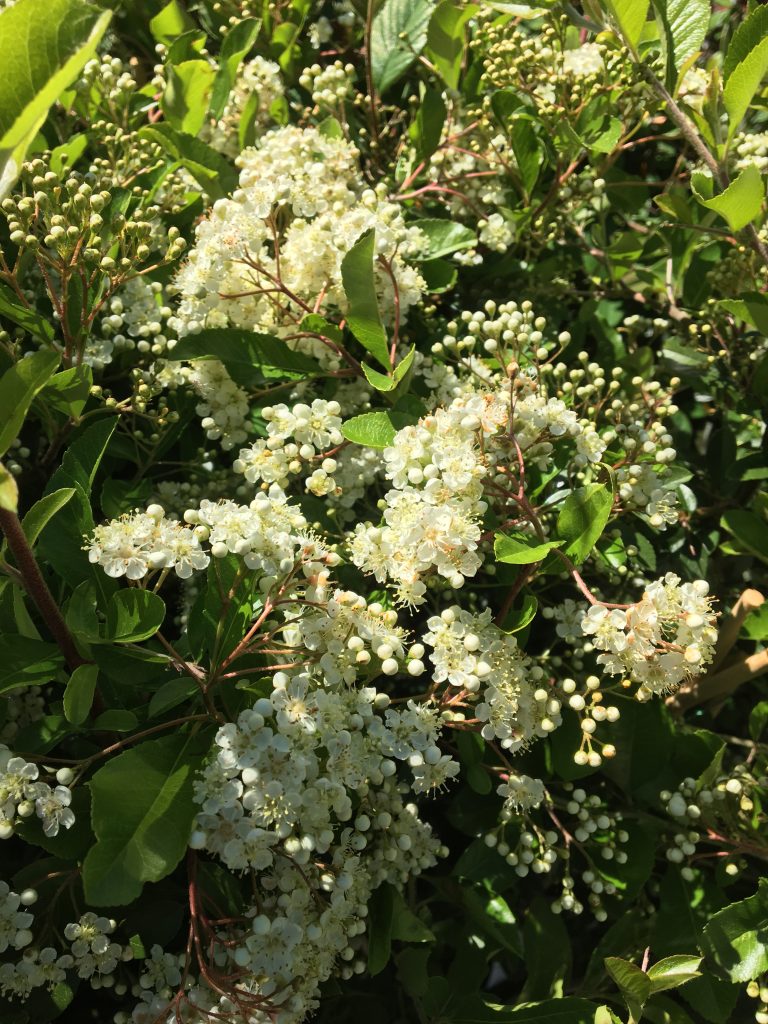 pyracantha coccinea