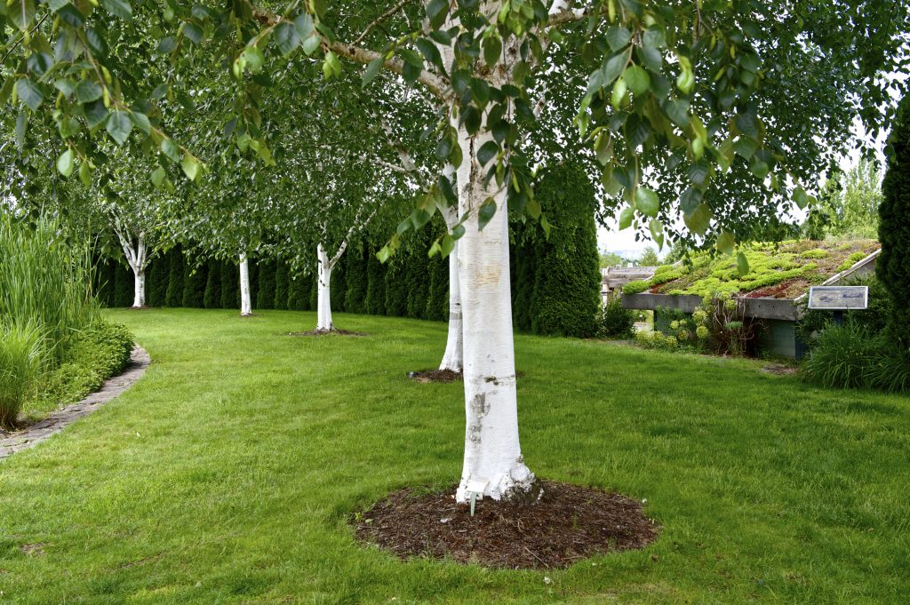 betula-utilis